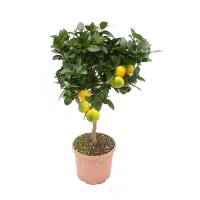 Цитрус лімета Пурша купить