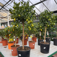 Цитрус микс купить