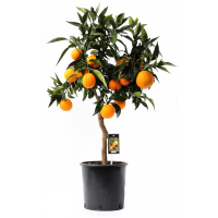 Цитрус Оrange купить