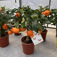 Цитрус Клементин купить