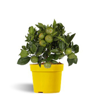 Цитрус Ларигга Пурша купить