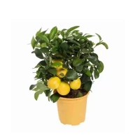 Цитрус Пурша купить