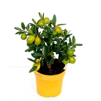 Цитрус Lara limonella купить