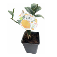 Цитрус Каламондін купить