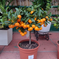 Цитрус Каламондин купить