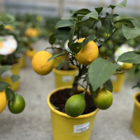 Цитрус Лимон купить