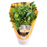 Цитрус microcarpa Calamondin купить