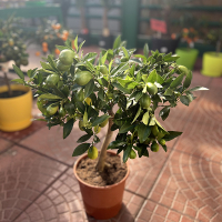 Цитрус Limequat купить