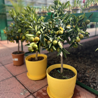 Цитрус Clementine купить