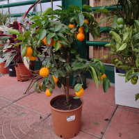 Цитрус microcarpa купить