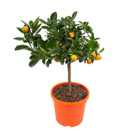 Цитрус Sinensis Arancia купить