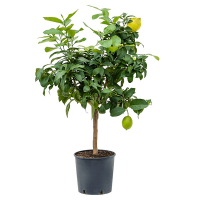 Цитрус купить