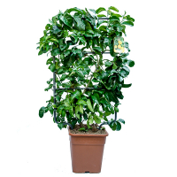 Цитрус лимон купить