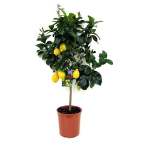 Цитрус лимон купить