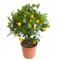 Цитрус Mitis (Каламондин) купить