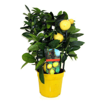 Цитрус Лимон купить