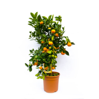 Цитрофортунелла Каламондин купить