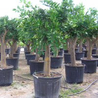 Цитрус Лимон купить