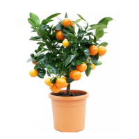 Цитрофортунелла Каламондін купить