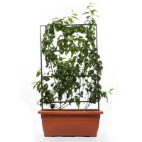 Цитрус лимон на металлической опоре купить