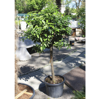 Цитрус Апельсин купить