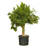 Цитрус Апельсин купить