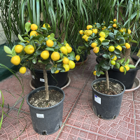Цитрус Каламондiн купить