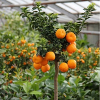 Цитрус Чинотто купить