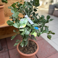 Цитрус Хистрикс купить