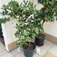 Цитрус Хистрикс купить