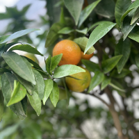 Цитрус Клементина купить