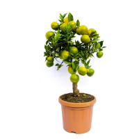 Цитрус Myrtifolia Chinotto купить