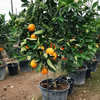 Цитрус Sinensis купить