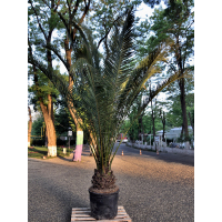 Пальма Фенікс купить