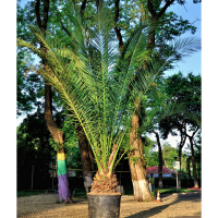 Пальма Феникс купить