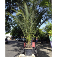 Пальма Фенікс купить