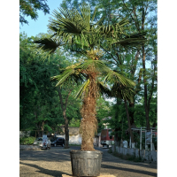 Пальма Трахікарпус купить