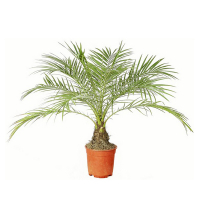 Фінік канарський купить