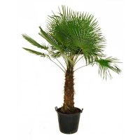 Пальма Трахікарпус купить