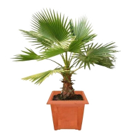 Пальма Вашингтония купить