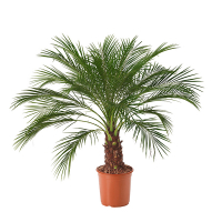 Фінікова пальма (Фоенікс) Робелена купить