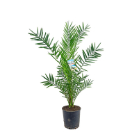 Фінік канарський купить