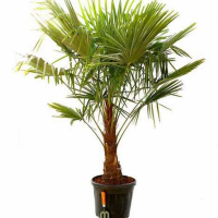Пальма Трахікарпус штамб купить