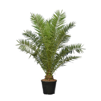 Фоенікс канарський купить