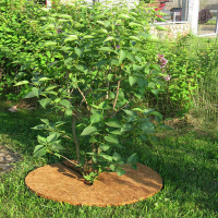 Коло пріствольне з кокосового волокна, діаметр 60см купить