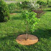 Коло пріствольне з кокосового волокна, діаметр 40см купить