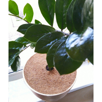 Коло пріствольне з кокосового волокна, діаметр 25см купить