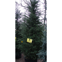 Кедр Atlantica купить