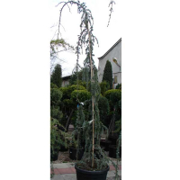 Кедр атласский 