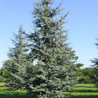 Кедр атлантичний (атласький) 